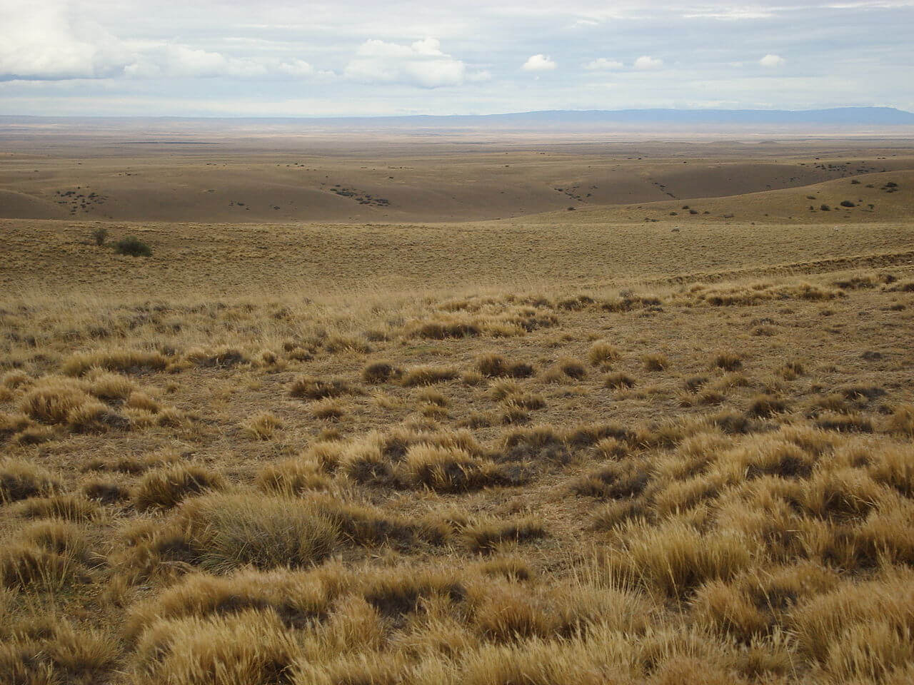 Steppe In Südafrika Mit 8 Buchstaben The Patagonian Desert: Navigating the Magellanic Steppe | LAC Geo